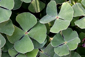 1381213_four_leaf_clovers.jpg