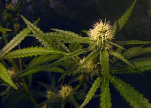 flowering-cannabis-plants---hydroponics-indoors-1431036-m.jpg