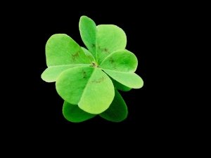 fourleafclover.jpg