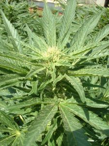 marijuana-plant-52691-m.jpg